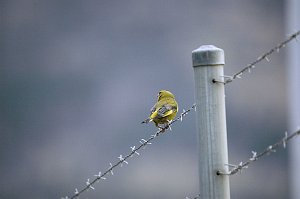 Finch, European Greenfinch_1